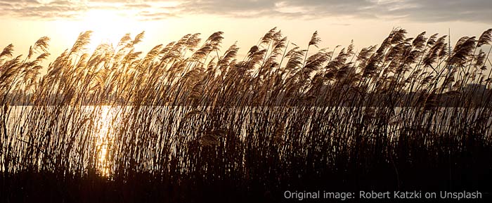 wind and miscanthus