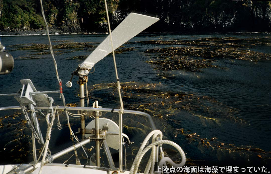 ホーン岬の海藻ケルプ